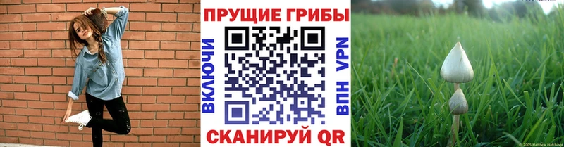 Псилоцибиновые грибы MAGIC MUSHROOMS  нарко площадка наркотические препараты  Гвардейск 